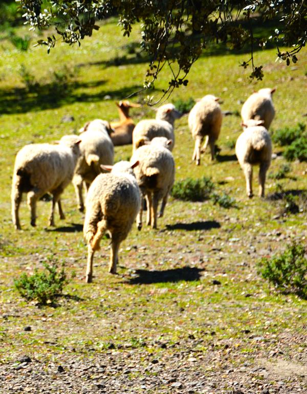 Aprovechando la Naturaleza: Aislamiento de Lana de Oveja: Una Eleccion Natural y Efectiva