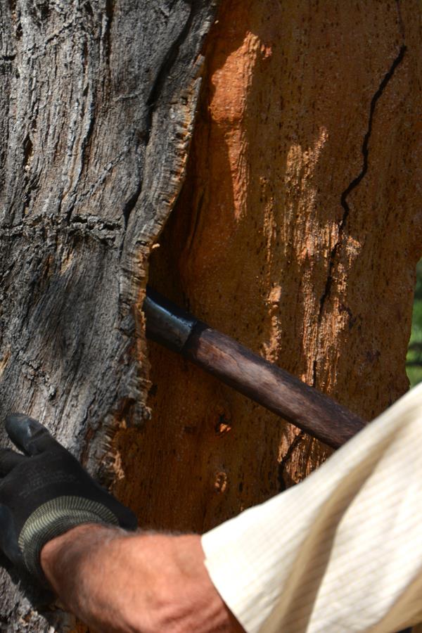 Aprovechando la Naturaleza: El Corcho, Aislamiento Natural y Sostenible