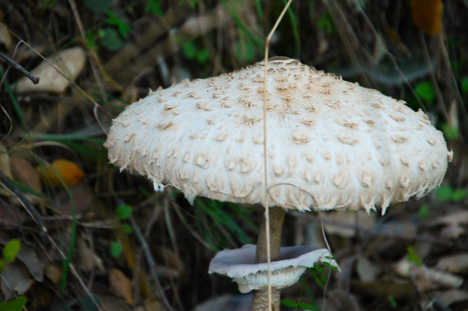 Descubre el Mundo de las Setas en la Sierra de Aracena y Picos de Aroche