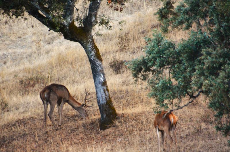 ¿Donde escuchar La Berrea en Sierra de Aracena y Picos de Aroche?