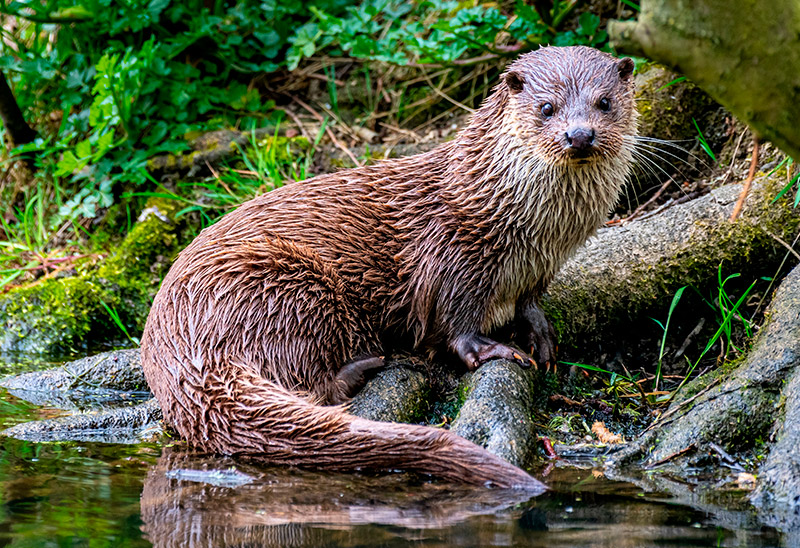 LA NUTRIA