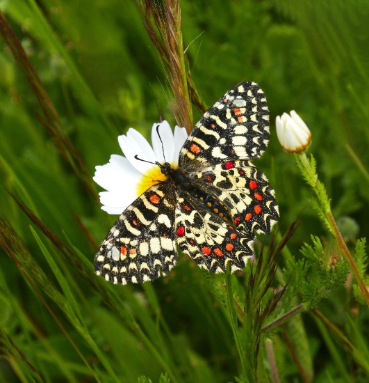 Mariposas