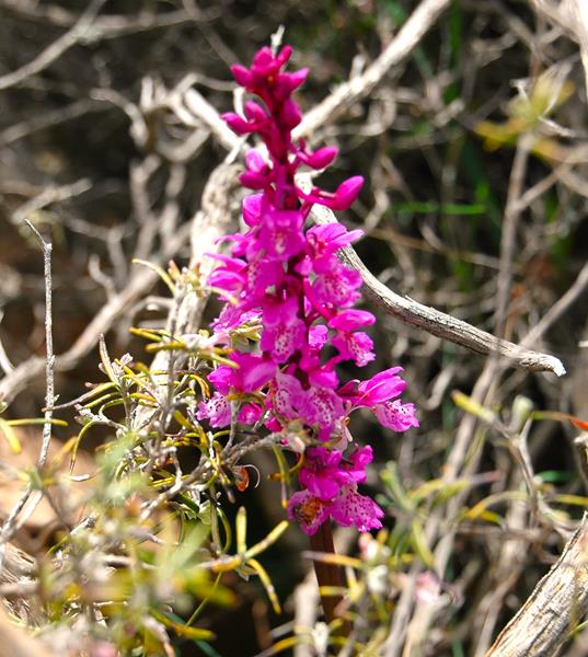 Orquideas