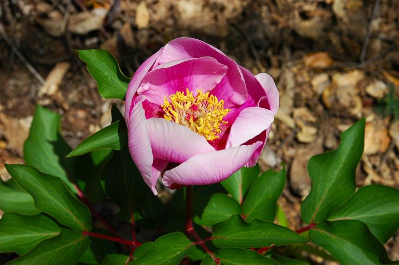 Peonias