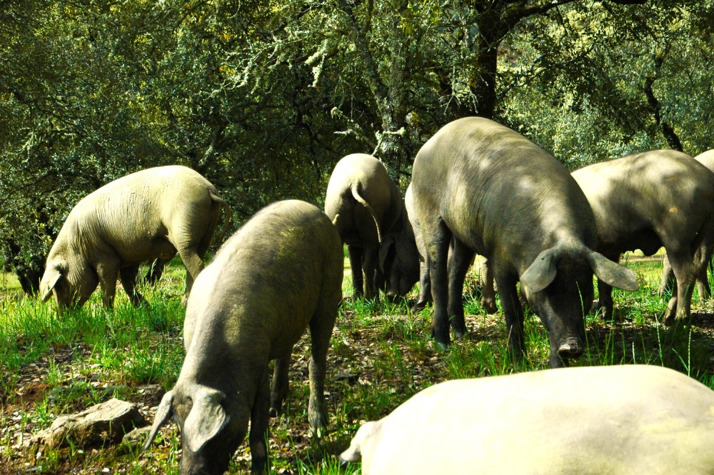 Escuela de Jamon